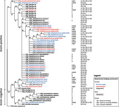 Regular Wounding in a Natural System: Bacteria Associated With <mark class="highlighted">Reproductive Organs</mark> of Bedbugs and Their Quorum Sensing Abilities